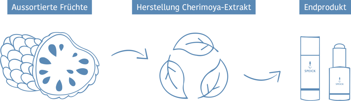 Herstellung des Cherimoya Extrakts